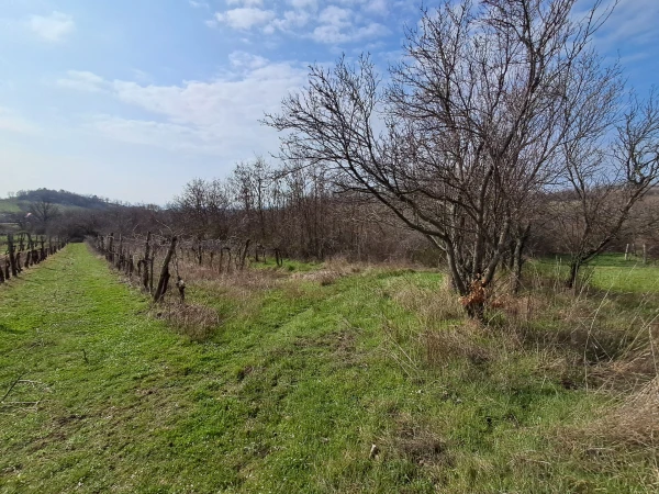 Eladó Telek Balatonszőlős 2900 m2 