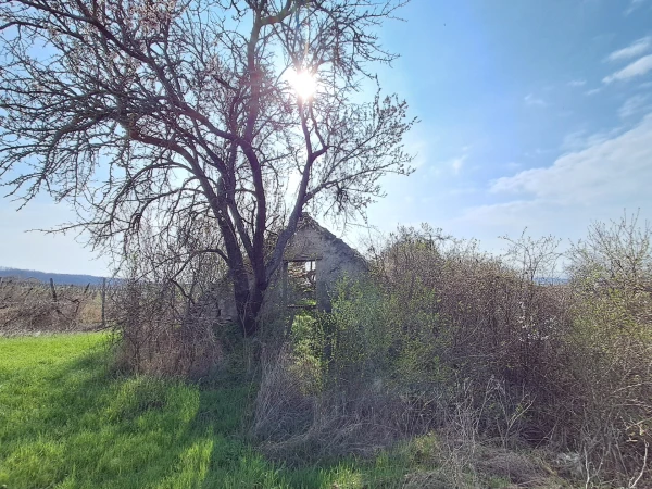 Eladó Telek Balatonszőlős 2900 m2 