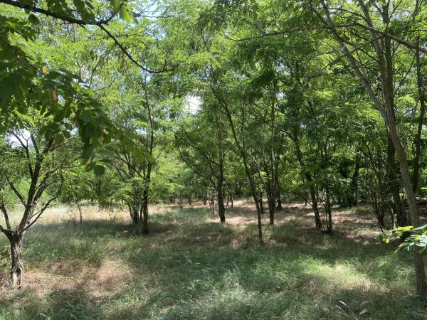 Eladó Telek Helvécia 0 m2 