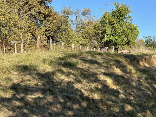 Eladó Ház Becsvölgye 80 m2 
