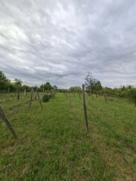 Eladó Telek Pásztó 1410 m2 