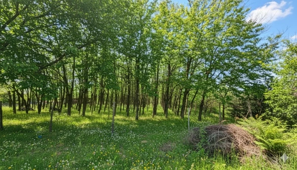 Eladó Ház Kecskemét 75 m2 