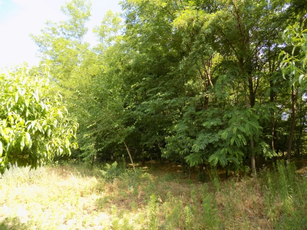 Eladó Ház Kecskemét 65 m2 