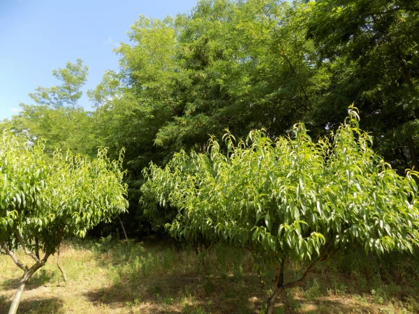 Eladó Ház Kecskemét 65 m2 