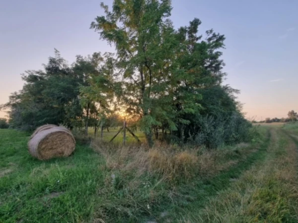 Eladó Telek Gyula 15900 m2 