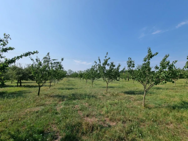 Eladó Telek Gyula 15900 m2 