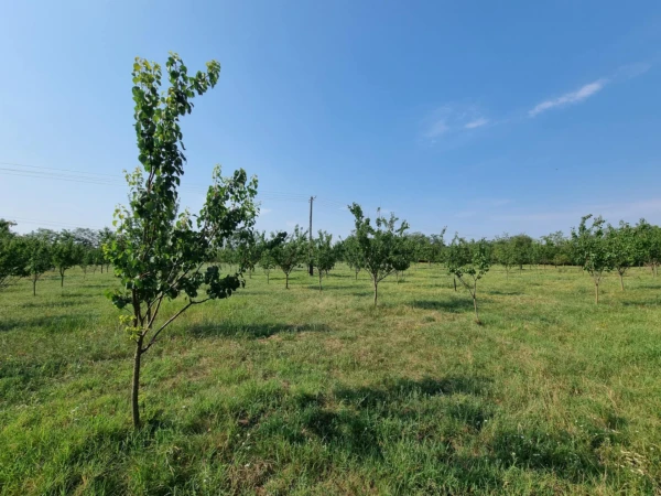 Eladó Telek Gyula 15900 m2 