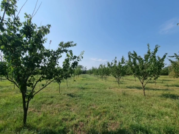 Eladó Telek Gyula 15900 m2 