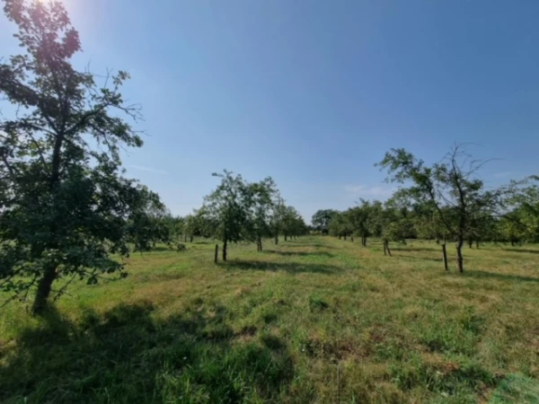Eladó Telek Gyula 15900 m2 