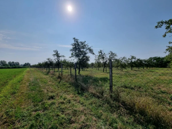 Eladó Telek Gyula 15900 m2 