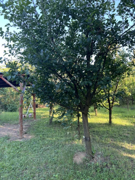Eladó Telek Szombathely 608 m2 