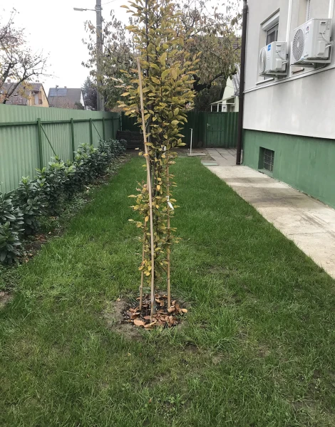 Eladó Ház Debrecen 151 m2 