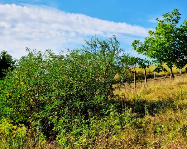 Eladó Telek Eger 4830 m2 