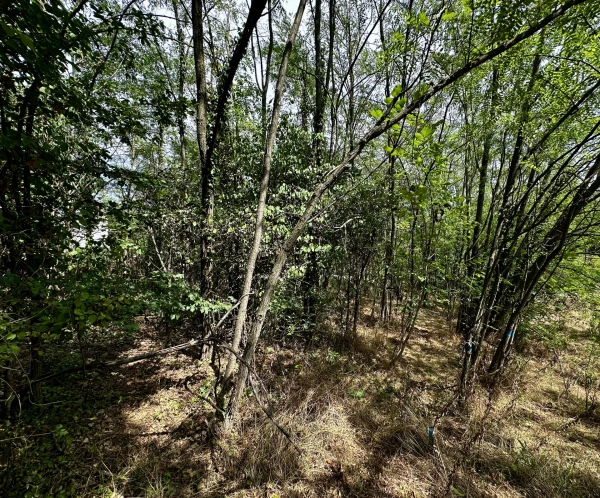 Eladó Telek Zalaegerszeg 2295 m2 
