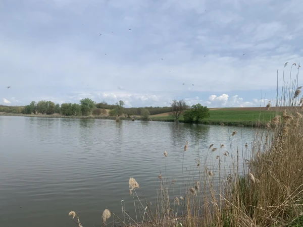 Eladó Telek Szőkéd 104317 m2 