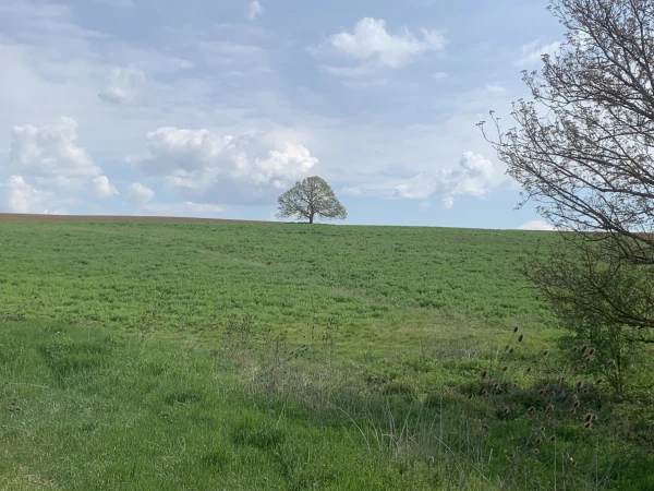 Eladó Telek Szőkéd 104317 m2 