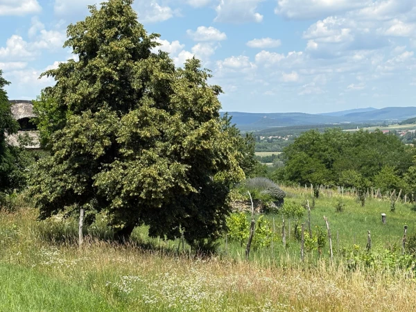 Eladó Telek Kisapáti 3113 m2 