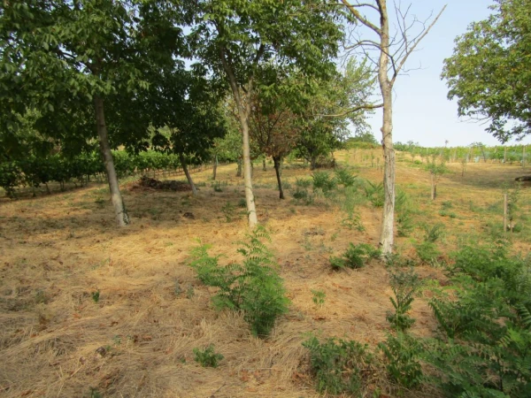 Eladó Telek Badacsonytomaj 1570 m2 