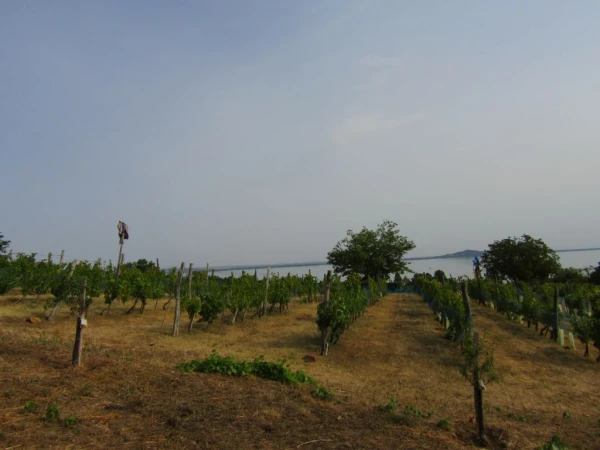 Eladó Telek Badacsonytomaj 1570 m2 