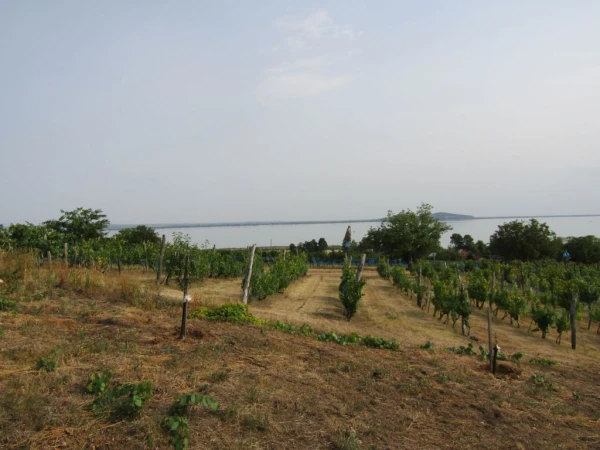 Eladó Telek Badacsonytomaj 1570 m2 