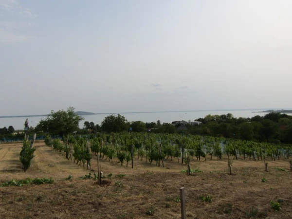 Eladó Telek Badacsonytomaj 1570 m2 