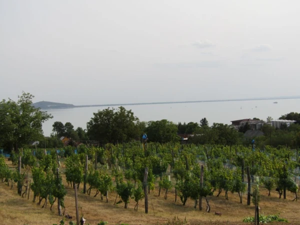 Eladó Telek Badacsonytomaj 1570 m2 